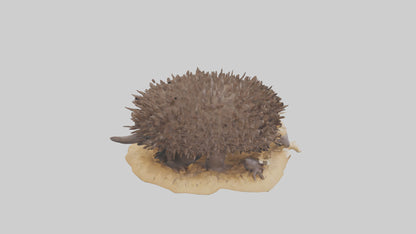 Echidna digging model 3D model