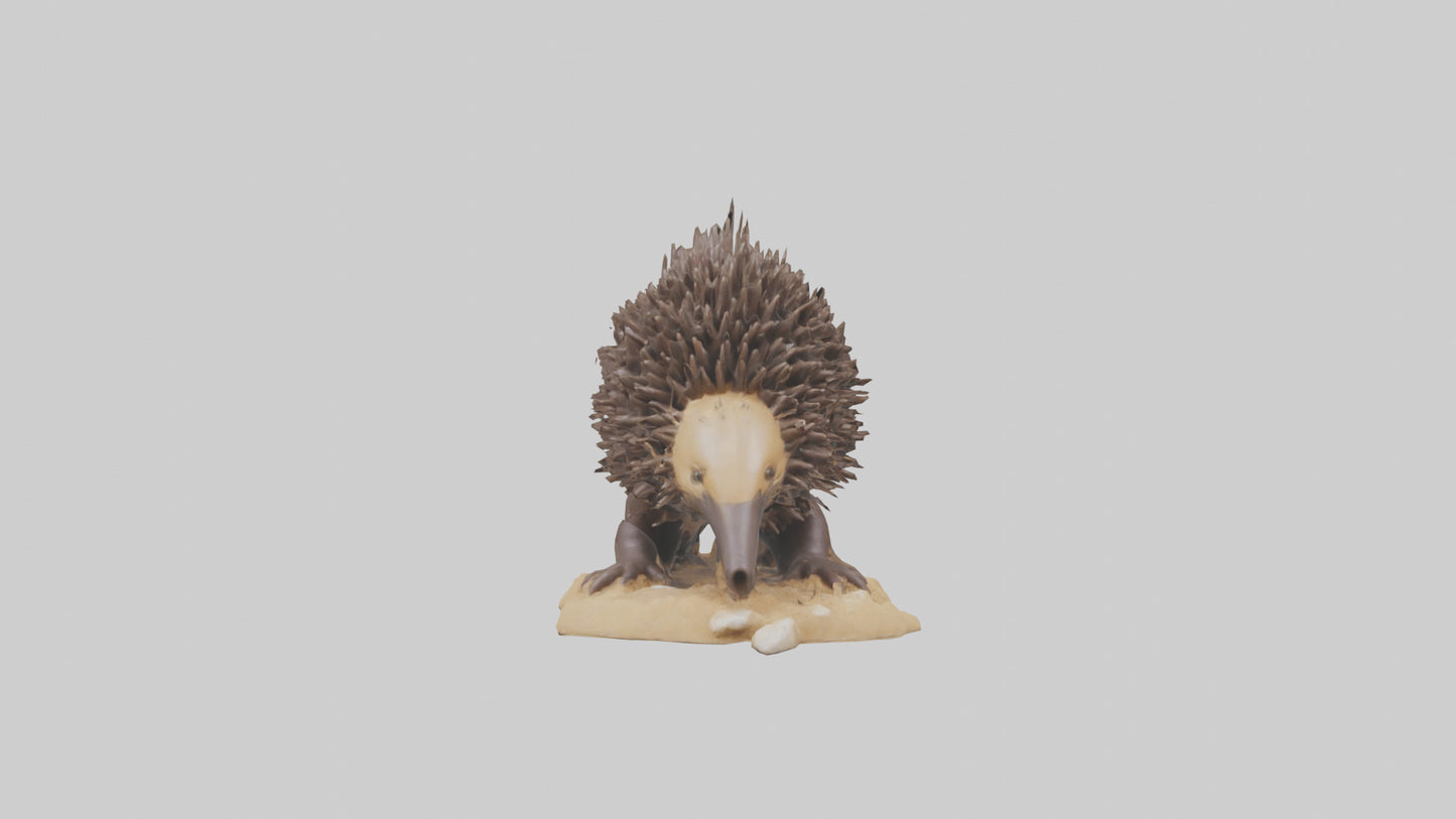 Echidna digging model 3D model