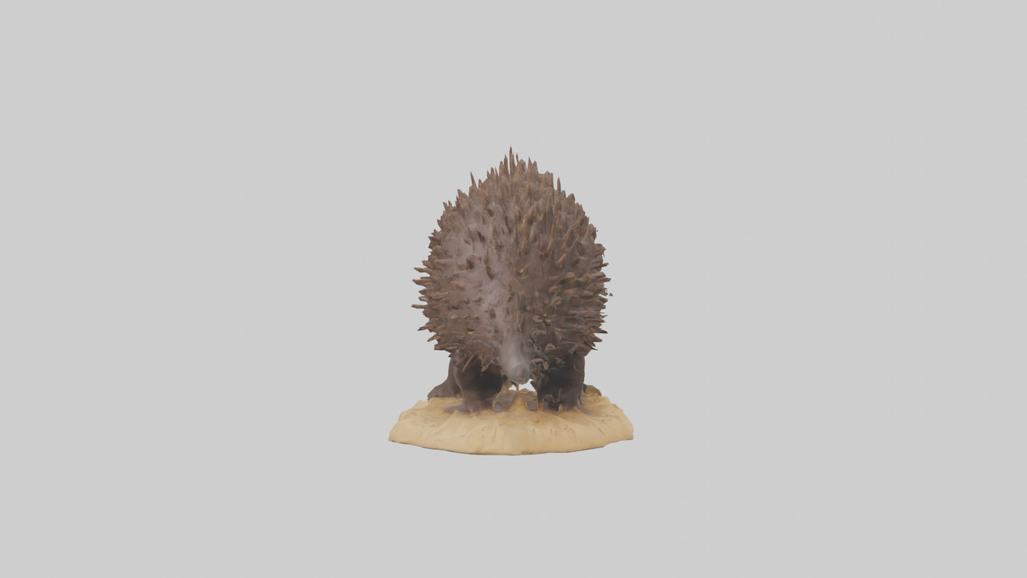 Echidna digging model 3D model