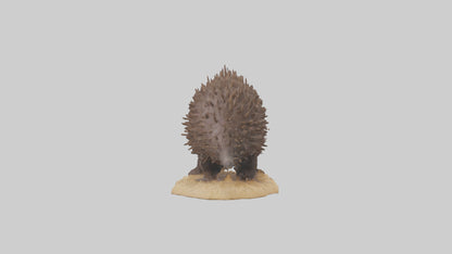 Echidna digging model 3D model