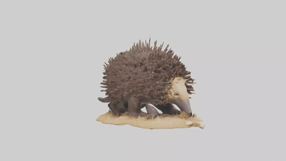 Echidna digging model 3D model