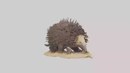 Echidna digging model 3D model