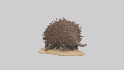 Echidna digging model 3D model