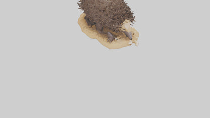 Echidna digging model 3D model