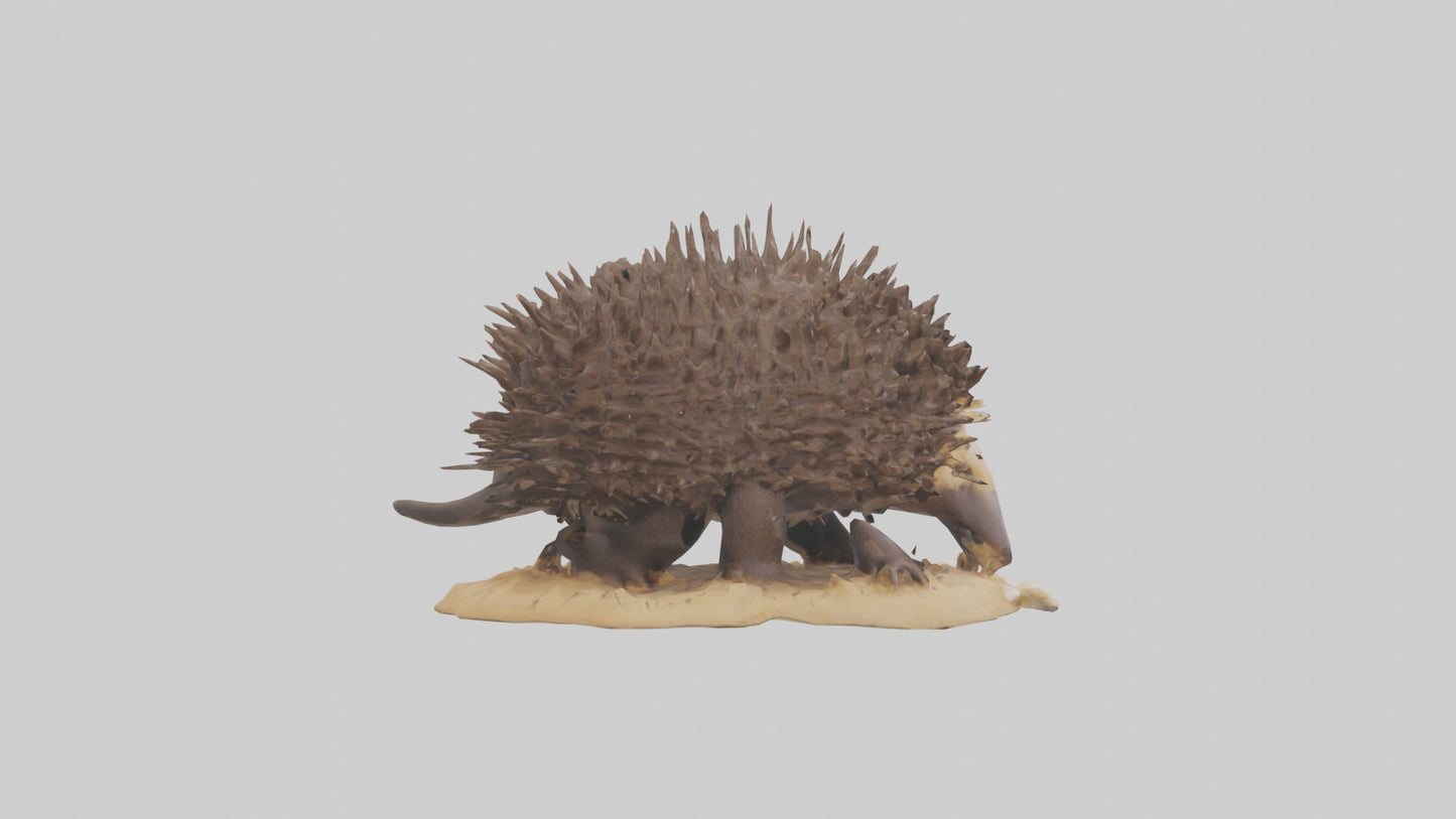 Echidna digging model 3D model