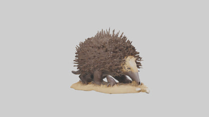 Echidna digging model 3D model