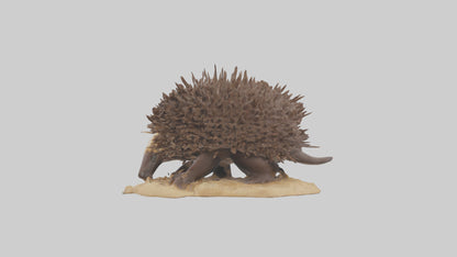 Echidna digging model 3D model