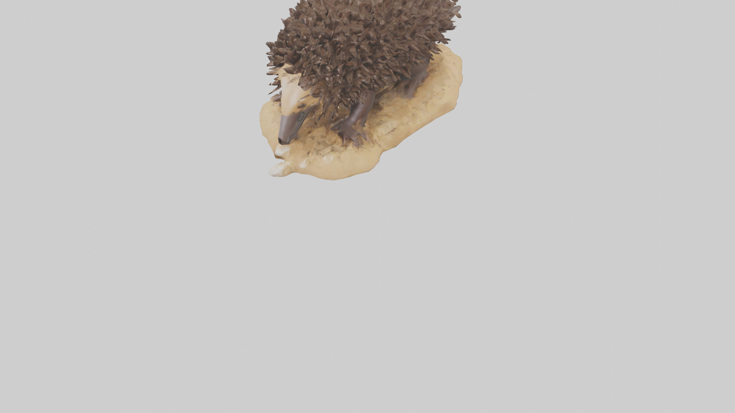 Echidna digging model 3D model