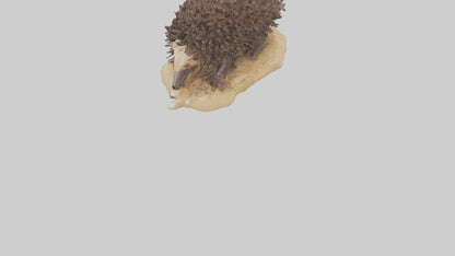 Echidna digging model 3D model