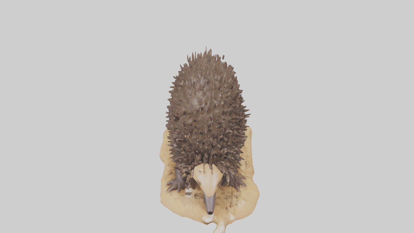 Echidna digging model 3D model