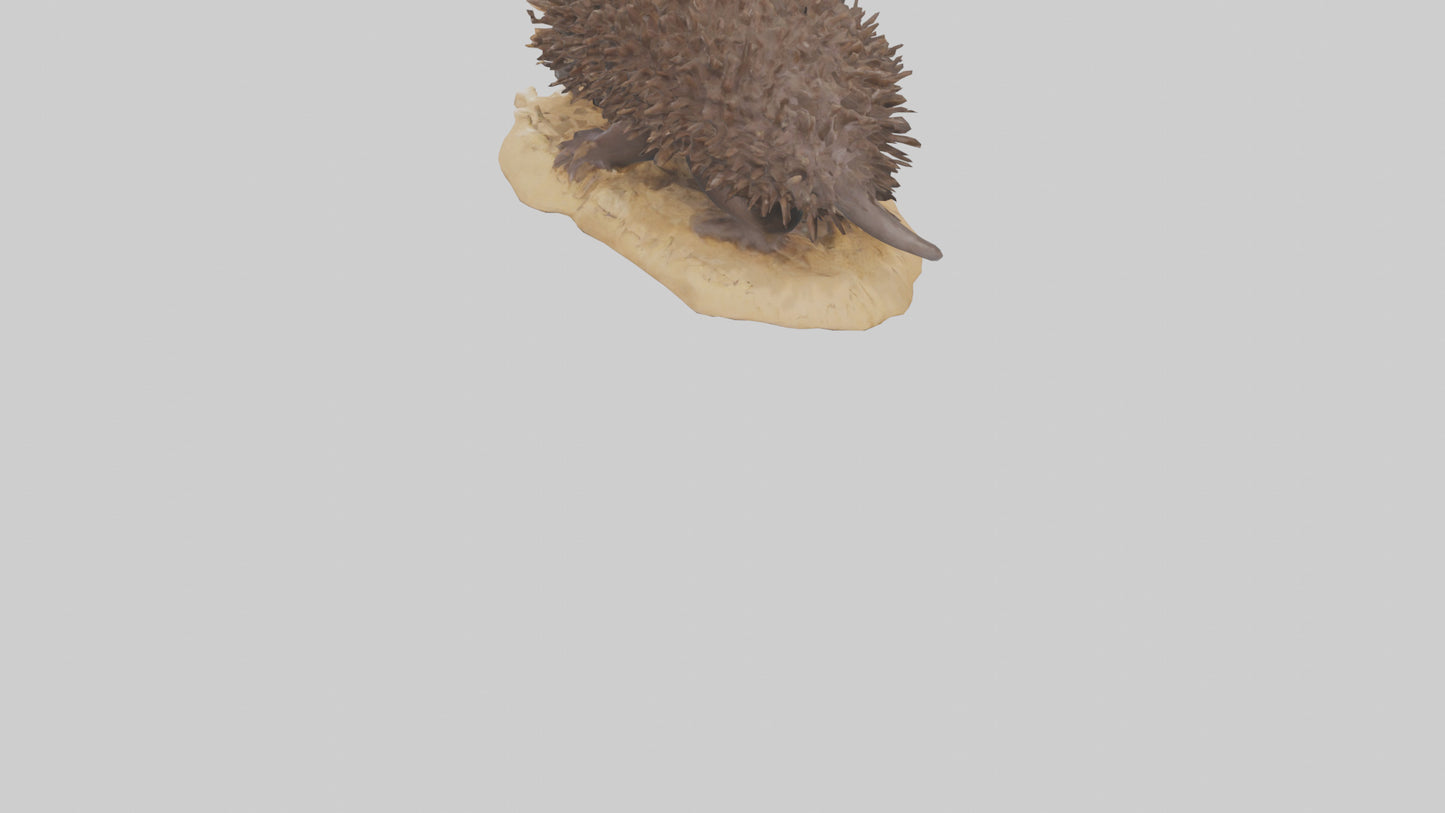 Echidna digging model 3D model