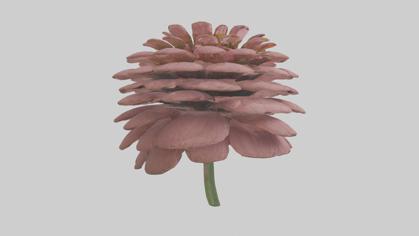 Echinacea model 3D model