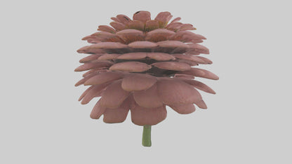 Echinacea model 3D model