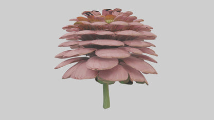Echinacea model 3D model