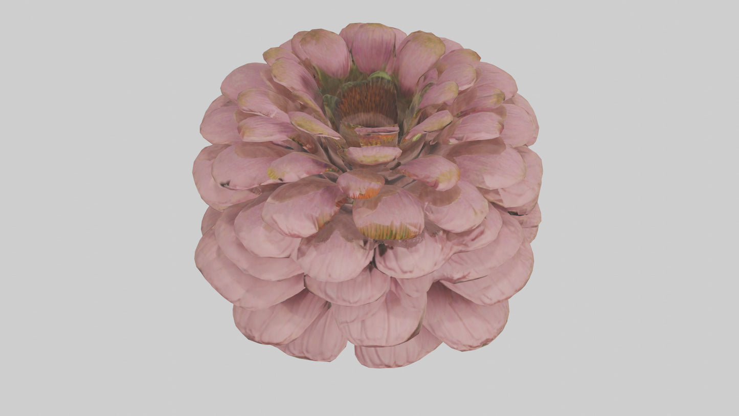 Echinacea model 3D model