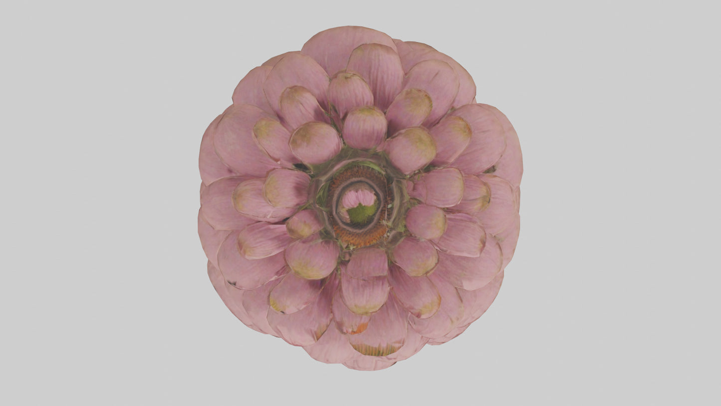 Echinacea model 3D model