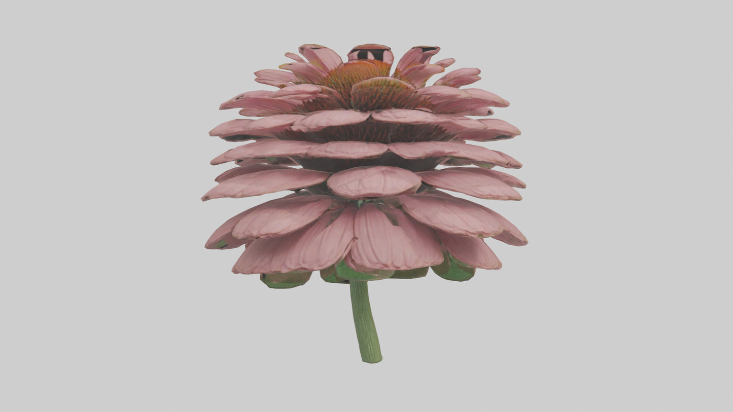 Echinacea model 3D model