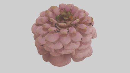 Echinacea model 3D model