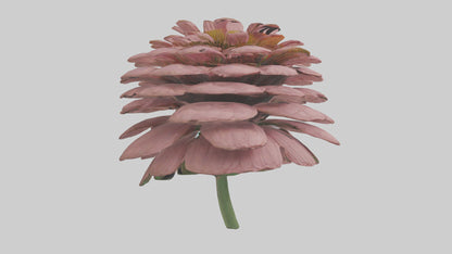 Echinacea model 3D model
