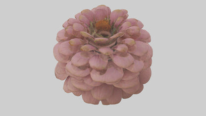 Echinacea model 3D model