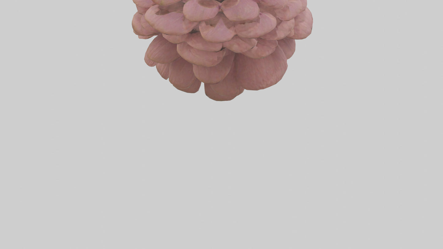 Echinacea model 3D model