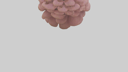 Echinacea model 3D model