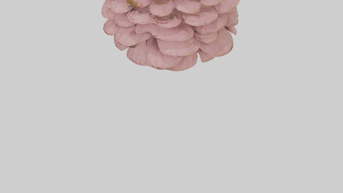 Echinacea model 3D model