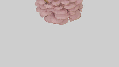 Echinacea model 3D model