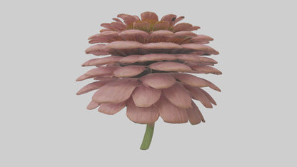 Echinacea model 3D model