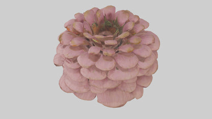 Echinacea model 3D model