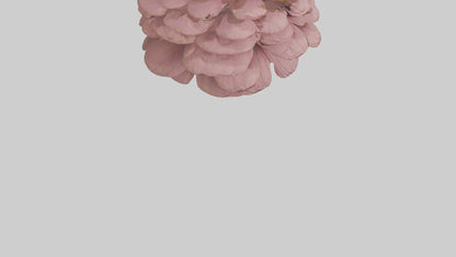 Echinacea model 3D model