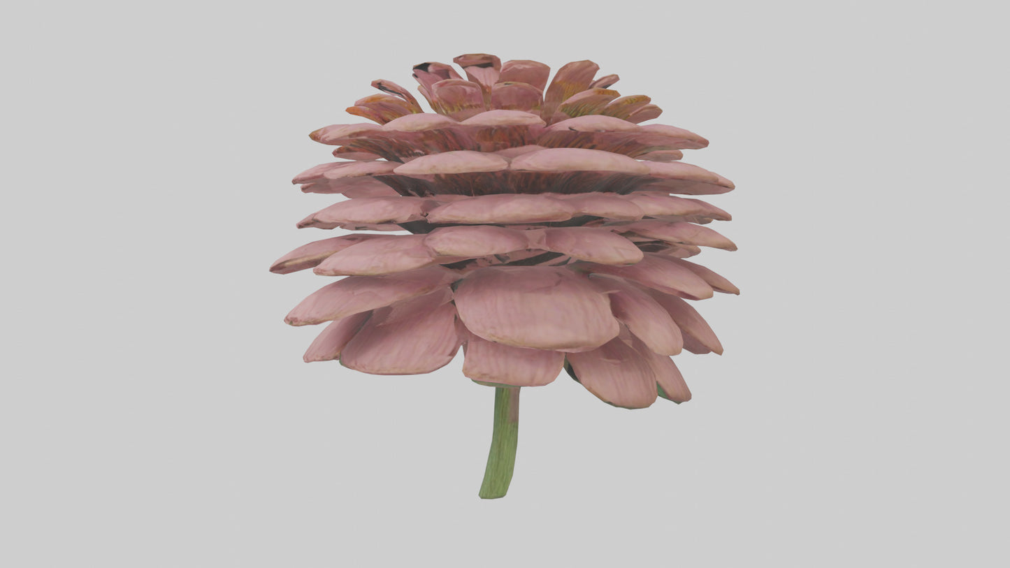 Echinacea model 3D model