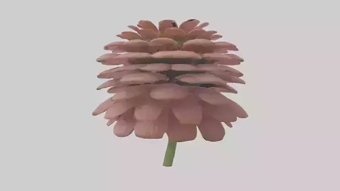 Echinacea model 3D model
