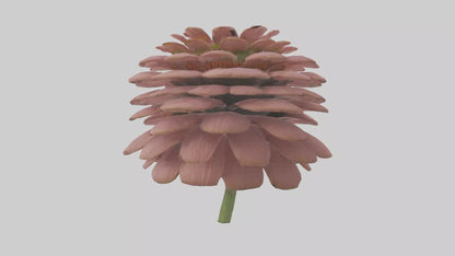 Echinacea model 3D model