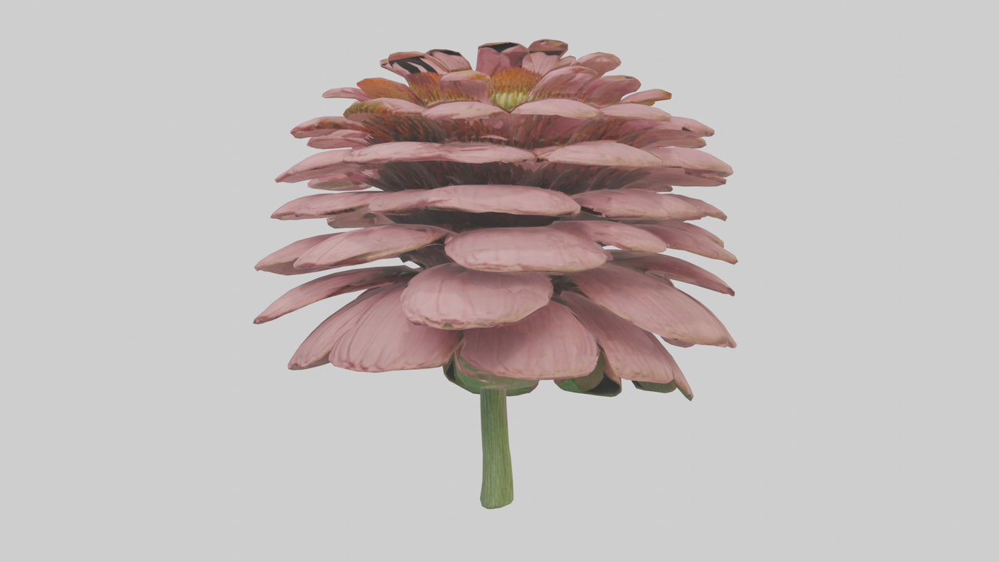 Echinacea model 3D model
