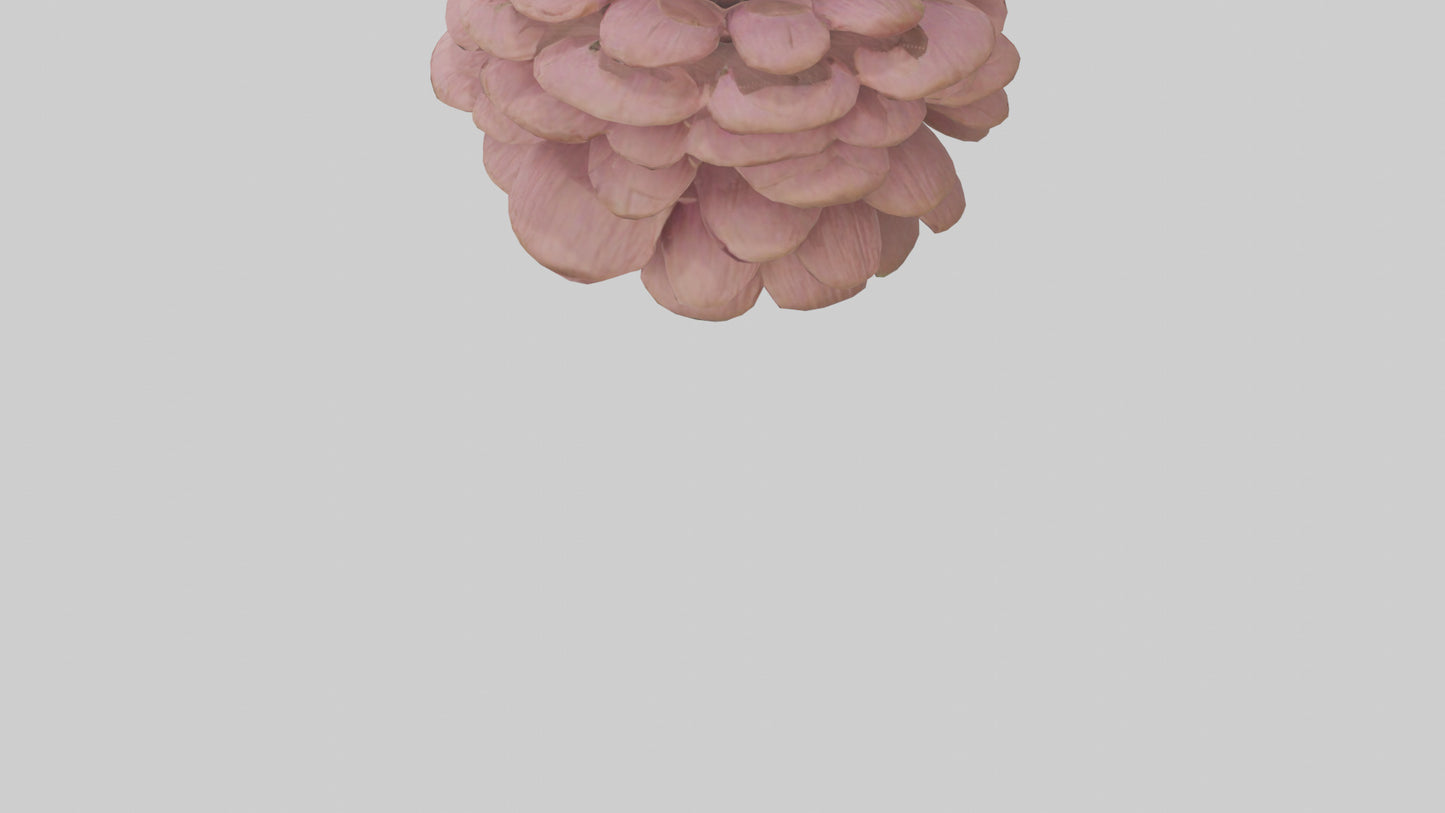 Echinacea model 3D model