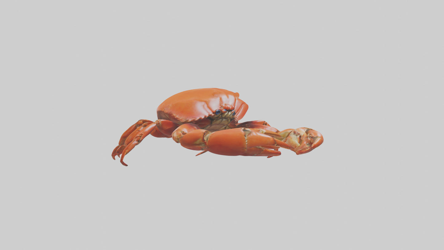 Edible Crab crawling model VR / AR / low-poly