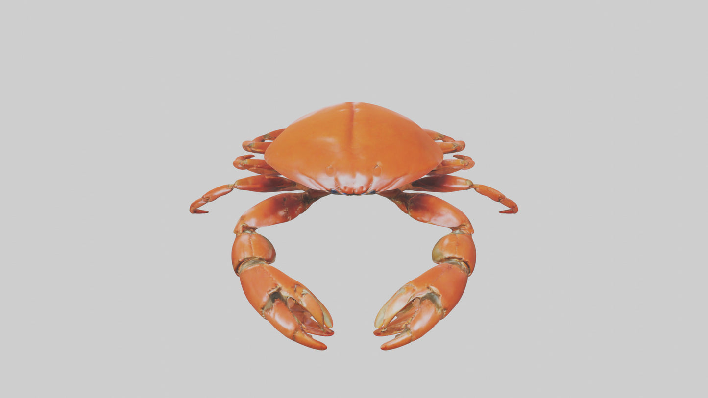 Edible Crab crawling model VR / AR / low-poly