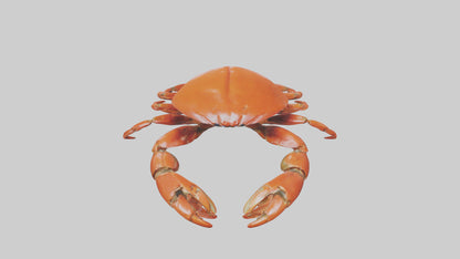 Edible Crab crawling model VR / AR / low-poly