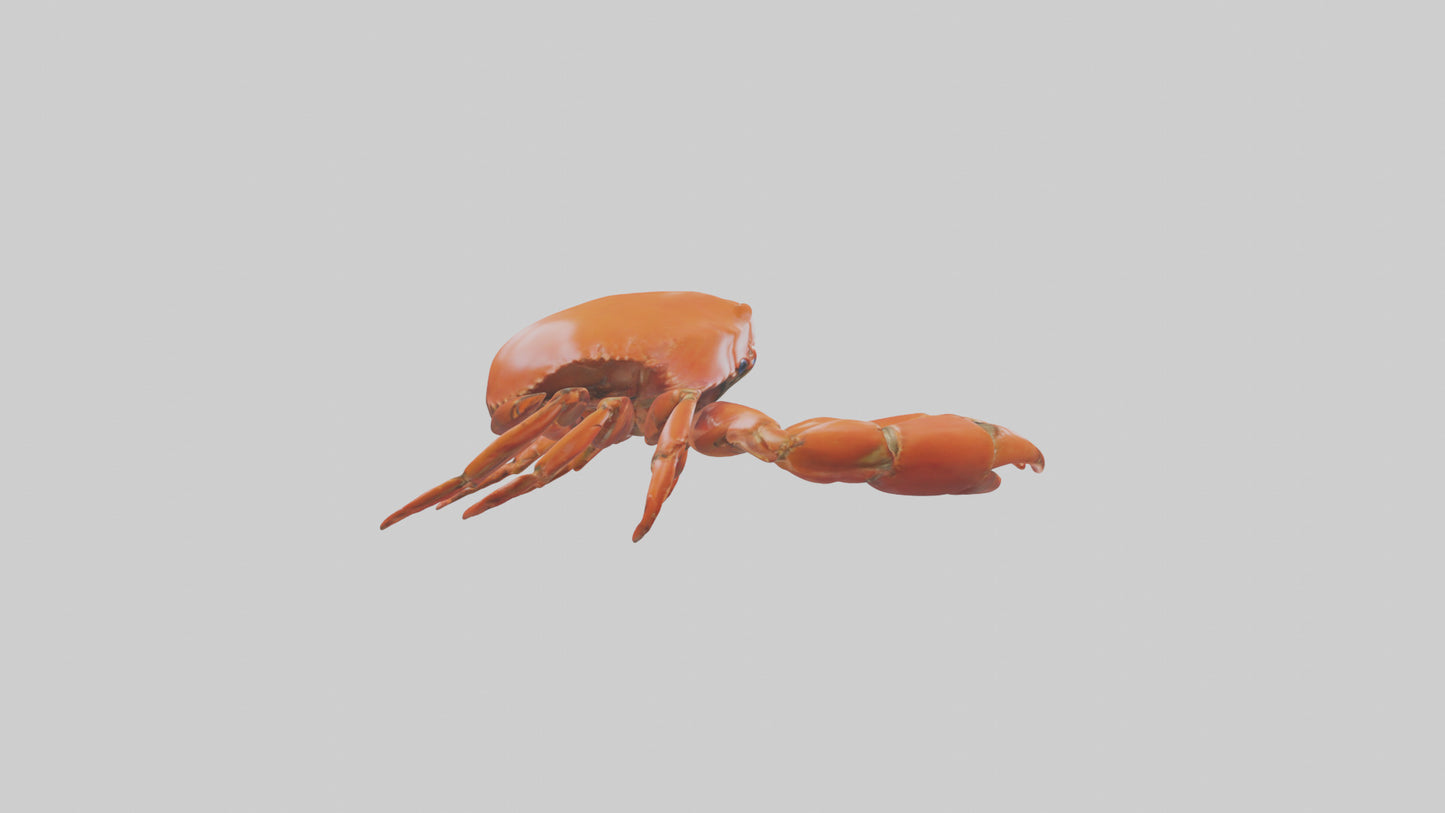 Edible Crab crawling model VR / AR / low-poly
