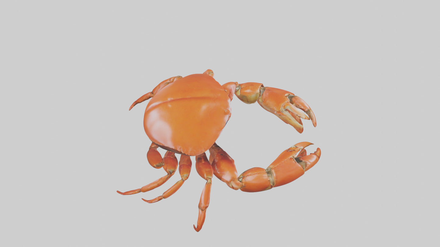 Edible Crab crawling model VR / AR / low-poly