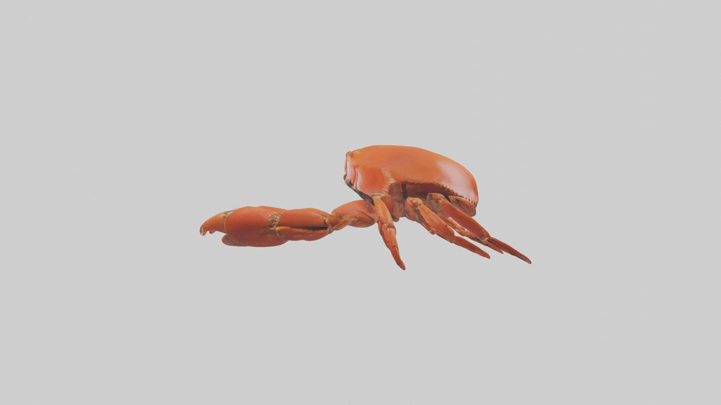 Edible Crab crawling model VR / AR / low-poly