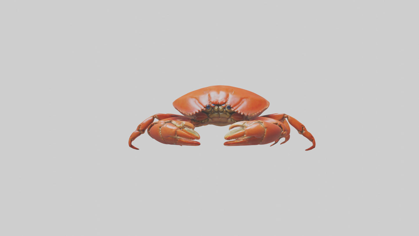 Edible Crab crawling model VR / AR / low-poly