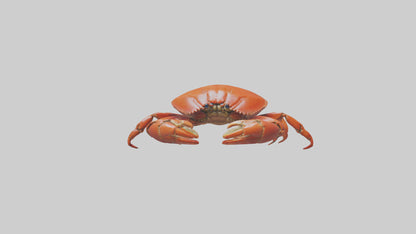 Edible Crab crawling model VR / AR / low-poly