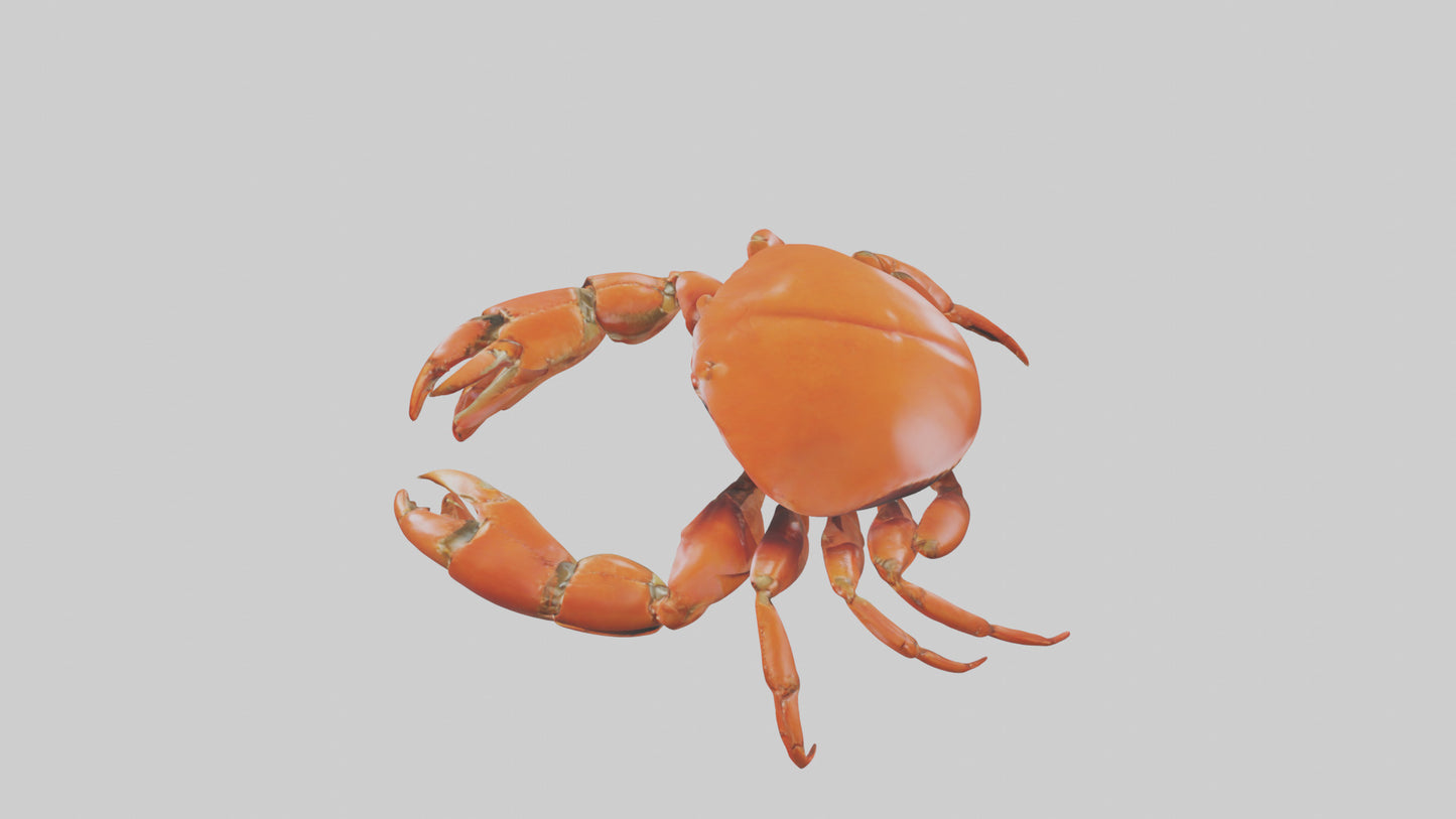 Edible Crab crawling model VR / AR / low-poly