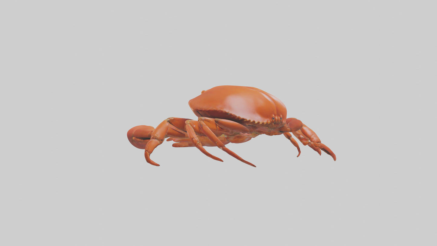 Edible Crab crawling model VR / AR / low-poly