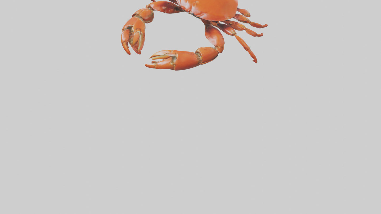 Edible Crab crawling model VR / AR / low-poly