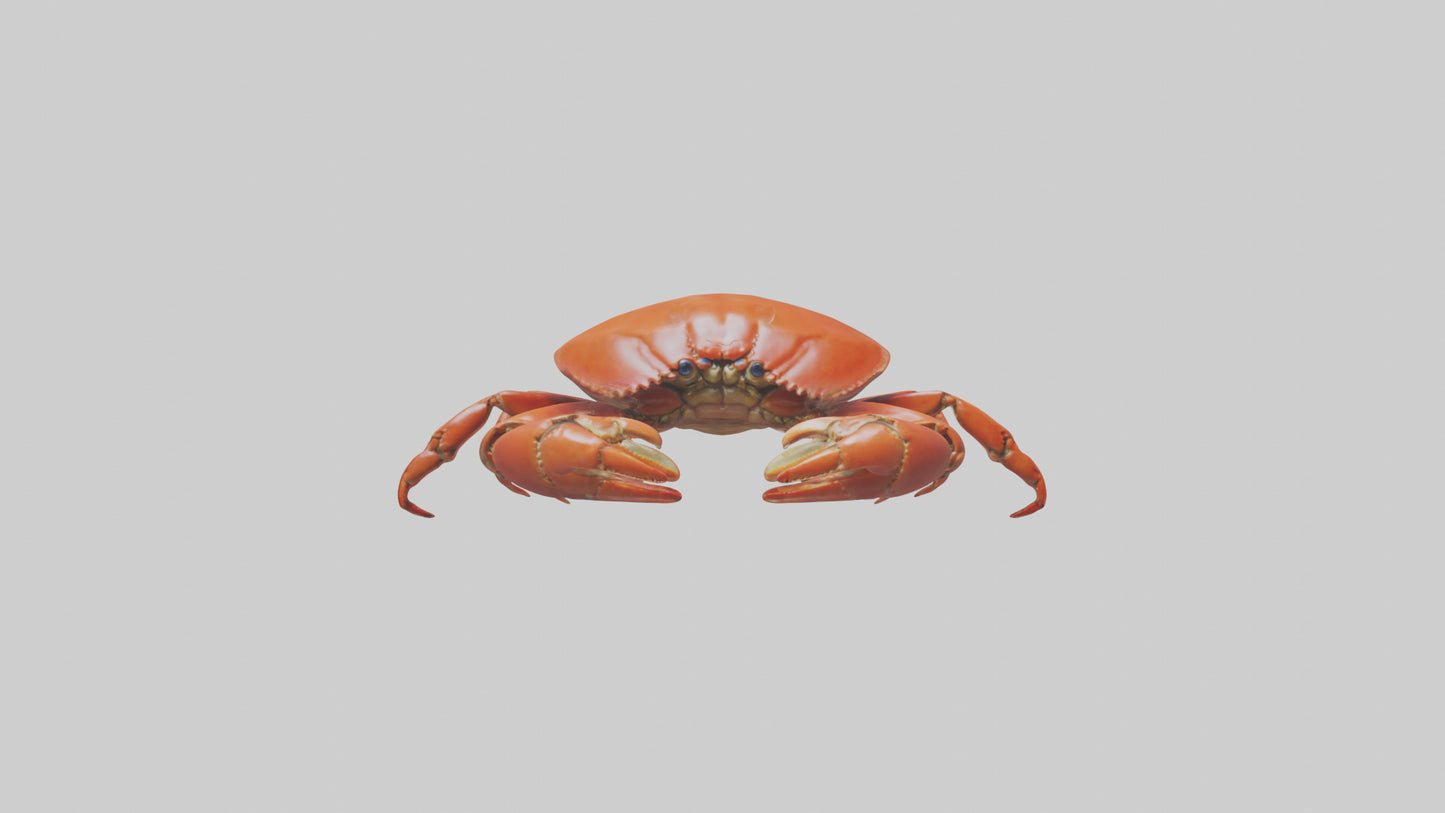 Edible Crab crawling model VR / AR / low-poly