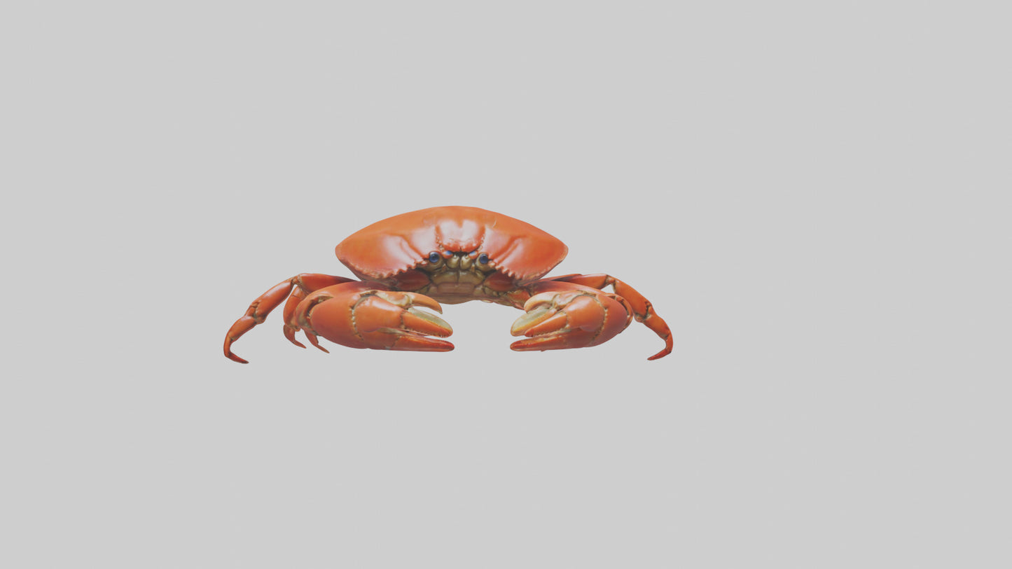 Edible Crab crawling model VR / AR / low-poly
