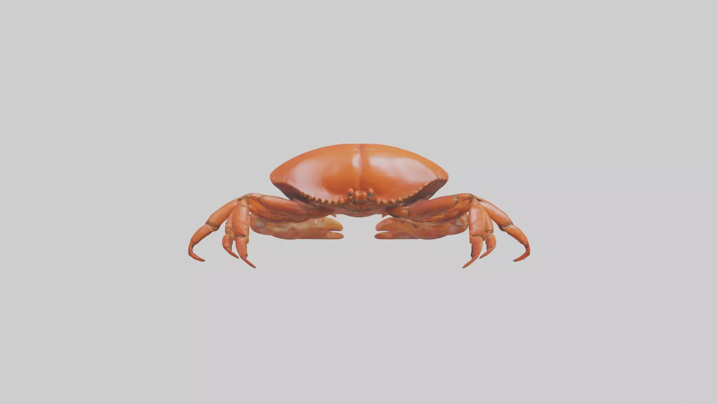 Edible Crab crawling model VR / AR / low-poly